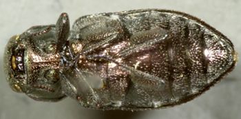 Media type: image;   Entomology 8112 Aspect: habitus ventral view